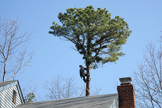 How Our Tree Care Process Works  in  Morgantown, IN